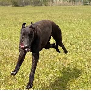 Greyhound Auctions Australia Australia's No.1 Greyhound Marketplace Shima Break In 2