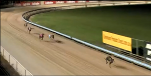Greyhound Auctions Australia Australia's No.1 Greyhound Marketplace Zipping Lass