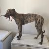 Greyhound Auctions Australia Australia's No.1 Greyhound Marketplace Feral 1