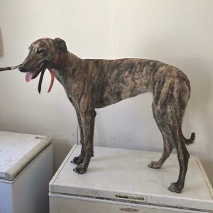 Greyhound Auctions Australia Australia's No.1 Greyhound Marketplace Feral 1