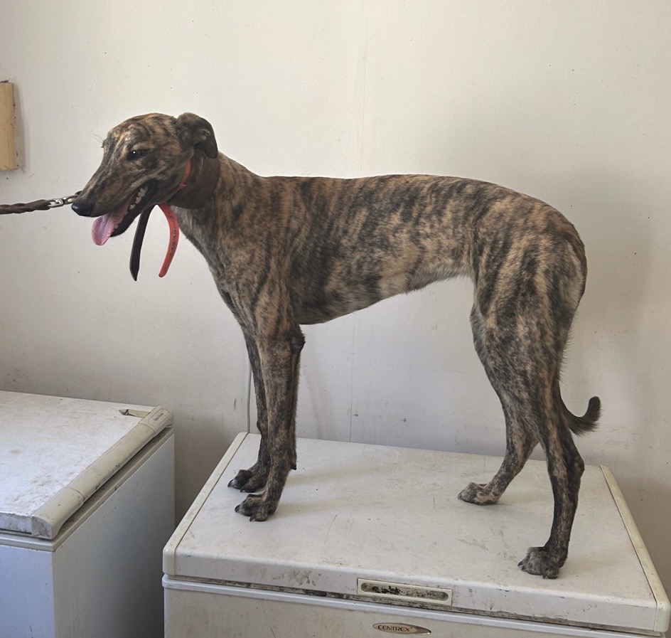 Greyhound Auctions Australia Australia's No.1 Greyhound Marketplace Feral 1 Greyhound Auctions Australia Australia's No.1 Greyhound Marketplace Feral 1