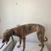Greyhound Auctions Australia Australia's No.1 Greyhound Marketplace Feral 2