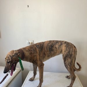 Greyhound Auctions Australia Australia's No.1 Greyhound Marketplace Feral 2