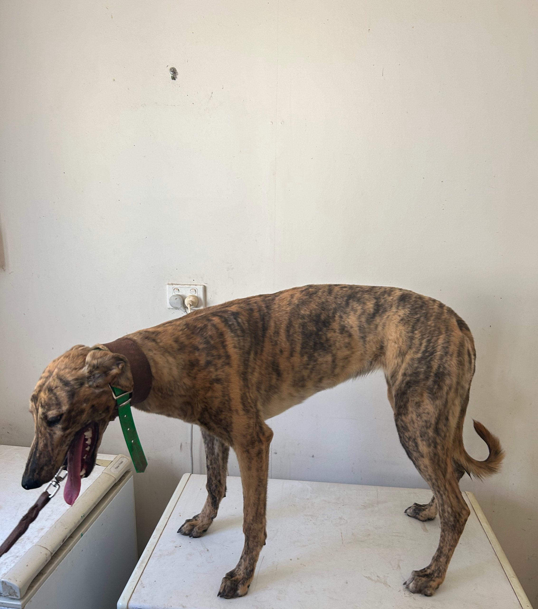 Greyhound Auctions Australia Australia's No.1 Greyhound Marketplace Feral 2 Greyhound Auctions Australia Australia's No.1 Greyhound Marketplace Feral 2