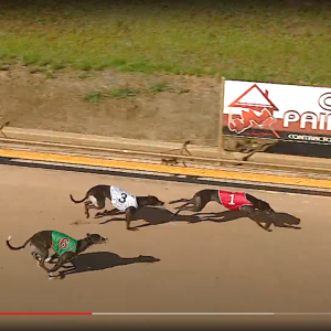 Greyhound Auctions Australia Australia's No.1 Greyhound Marketplace Screen Shot 2023 09 06 At 7.29.43 Pm
