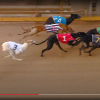 Greyhound Auctions Australia Australia's No.1 Greyhound Marketplace Screen Shot 2023 09 06 At 7.31.56 Pm