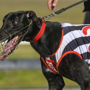 Greyhound Auctions Australia Australia's No.1 Greyhound Marketplace Black H 1