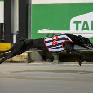 Greyhound Auctions Australia Australia's No.1 Greyhound Marketplace Black H