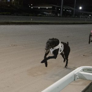Greyhound Auctions Australia Australia's No.1 Greyhound Marketplace Lava Flow 1