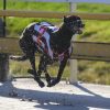 Greyhound Auctions Australia Australia's No.1 Greyhound Marketplace Lava Flow 2