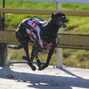 Greyhound Auctions Australia Australia's No.1 Greyhound Marketplace Lava Flow 2