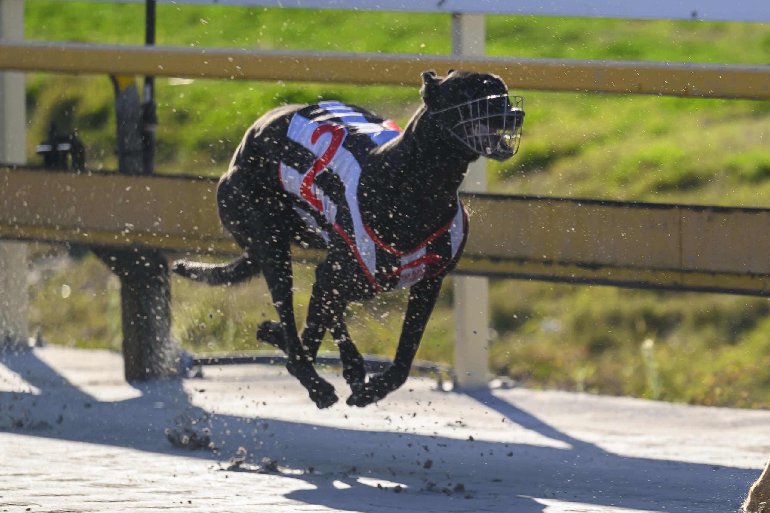Greyhound Auctions Australia Australia's No.1 Greyhound Marketplace Lava Flow 2 Greyhound Auctions Australia Australia's No.1 Greyhound Marketplace Lava Flow 2